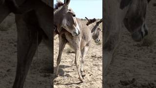 Donkeys Full Enjoy #animals #donkey #youtubeshorts #shorts