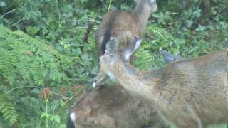 deer bathing