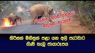 තිරිසන් මිනිසුන්  අලි පැටවාට ගිණි තැබූ ඡායාරූපය ජාත්‍යන්තරයට International Award winning photos