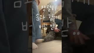 EP.24 WEEKENDVIBES | 비슷한데 안 비슷해|친해질 수 있을까?  #goldendoodle #poodlemixs