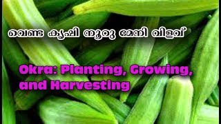 വെണ്ട കൃഷിയില്‍ നൂറു മേനി വിളവ് ,OKRA CULTIVATION AND HARVESTING#agrowgreen