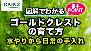 ゴールドクレストの育て方 カインズ花図鑑