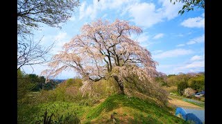 JG☆☆4K 福島 五斗蒔田桜 Fukushima,Sakura at Gotomakida