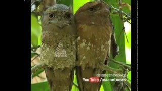 മാക്കാച്ചി കാടപക്ഷി തട്ടേക്കാട് പക്ഷി സങ്കേതത്തില്‍