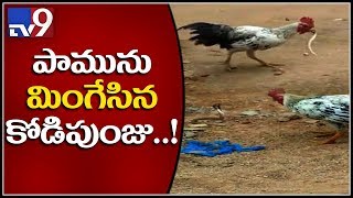 నాగుపాము ను వేటాడి చంపిన కోడి - TV9