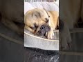 パグ いびき💤ｺﾞｰｺﾞｰ dogsnoring shorts