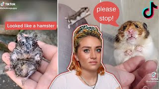 TikTokers Abuse Hamsters For Views