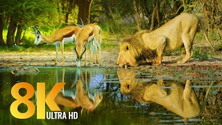 Amazing Wildlife of Botswana - 8K Nature Documentary Film (with music)