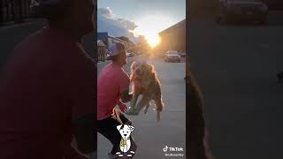 Flying Golden Retriever Is Glad For The Owner | #shorts