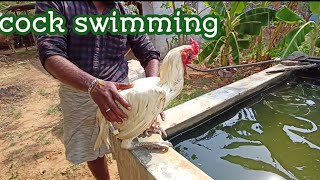 Cock swimming/seval neechal adipadhu/spicy tamilachi