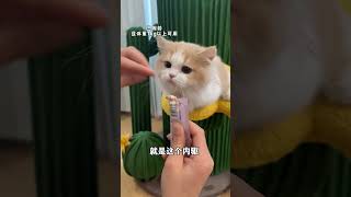 难道香肠就一点错都没有吗? #小奶猫的成长日记#猫咪的迷惑行为#拜宠清#深度内驱更广谱