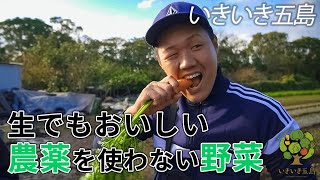 【島農家】ぼかし肥料（手作り肥料）で育てた絶品野菜 / 五島の農家さん紹介