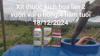 xịt thuốc kích hoa lần 2 vườn vải u hồng 4 năm tuổi 18/12/2024 DL