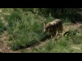 albuquerque zoo welcomes new animals