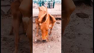 অদ্ভুত এই প্রাণীটির নাম কি? uncommon animal in the world 😲