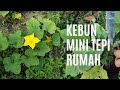 kebun mini tepi rumah (small garden)