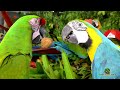 healthy parrot diets how shuka vana keeps their parrots healthy and happy