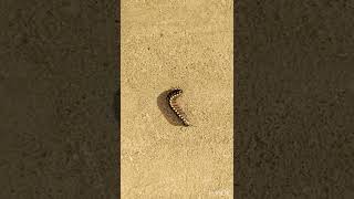 Yellow Spotted Millipede #YellowSpottedMillipede #Shorts