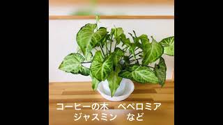 我が家の癒し　観葉植物紹介　自然　キャンプ　アウトドア