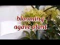 blooming agave plant #shorts