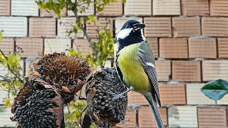 Great Tit Breakfast | Birdsong | Birdcare | Nature | Relaxing | ASMR