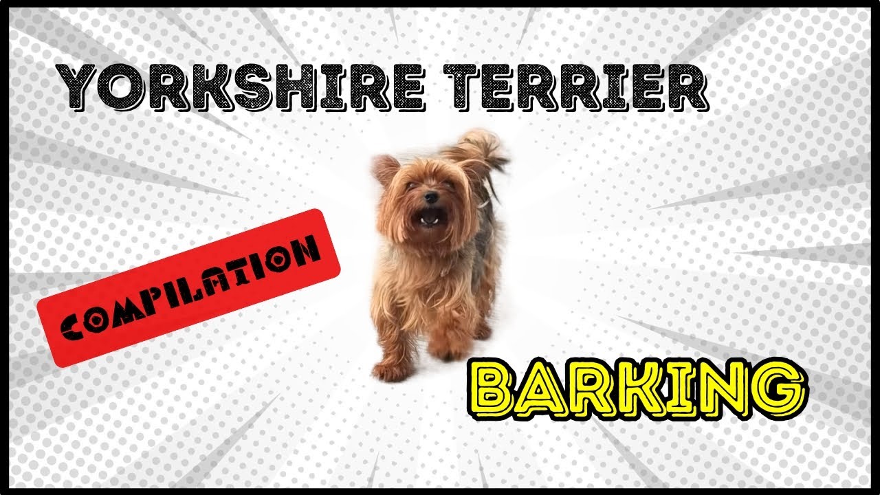 Yorkie Barking Youtube