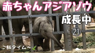 アジアゾウの赤ちゃんうれしいご飯タイム【東山動物園】