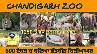 Chhatbir Zoo| ਤਕਰੀਬਨ 500 ਏਕੜ 'ਚ ਬਣਿਆ ਛੱਤਬੀੜ ਚਿੜੀਆਘਰ | 1250 ਤੋਂ ਵੀ ਵੱਧ ਜਾਨਵਰ ਤੇ ਪੰਛੀ| Zoological Park