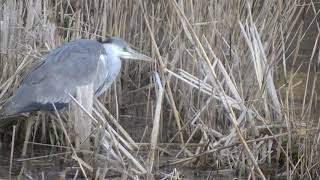 【水元公園の野鳥】小さめのアオサギ何かを見つけて突く