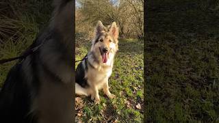 Let’s fulfil our dogs emptiness #gsd #dog #puppy #germanshepherd #shorts #youtubeshorts #dogshorts