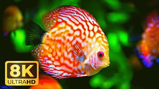 8k aquarium - relaxing aquarium - fish tank - Relaxing aquarium video