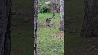 Australian grey male kangaroos #shortfeed #kangaroos #victoria #australia #wildlife #nativeanimals