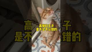 我家植物的消亡史#记录猫咪日常 #萌宠出道计划 #猫咪：已老实求放过