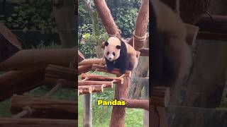 FUNNY PANDA FAILS #pandas #funny #shorts