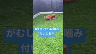 ボール遊びしたくてたまらないトイプードル#shorts #short #dog