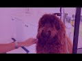 royal diamond labradoodles trimming the beard and mustache.mov