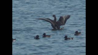 2021/11/02茄萣濕地稀有冬候鳥白額雁二度光臨Rare winter migratory bird Anser albifrons visits twice