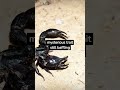 Scorpions Are Predators With a Sensitive Side | Yagami Facts #shorts #scropion #deathstalker