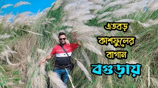 উত্তরবঙ্গের সবচেয়ে বড় কাশফুলের বাগান বগুড়ায়