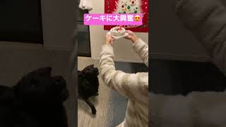 ケーキに大興奮の2匹🐕‍🦺　#ポメラニアン #ラブラドールレトリバー #誕生日