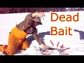 Ice Fishing - Dead Bait Tricks