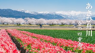 【写真旅】富山県の桜名所 あさひ舟川「春の四重奏」!　残雪の北アルプスと桜の絶景が圧倒的でした～