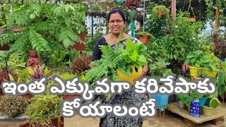 కరివేపాకు ఎక్కువగా రావాలంటే#@AadiLakshmiTerraceGarden #curry leaves #totakura harvest#