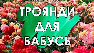 Троянда для бабусь, саджаємо у парку | ТМ Яскрава