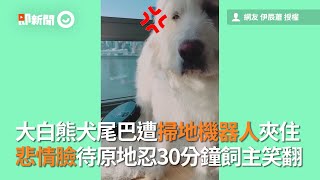 大白熊犬尾巴遭掃地機器人夾住！悲情臉待原地忍30分鐘飼主笑翻｜無辜｜膽小狗