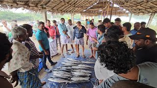 நாட்டுப் படகில் மீன் இறக்கு தளம் வஞ்சிரம் மீன்கள்...