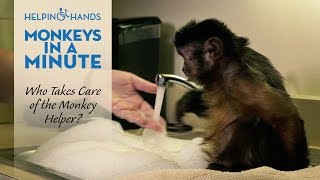 Who Takes Care of the Monkey Helpers?-Monkeys in a Minute