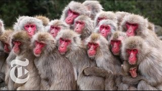 Japanese Monkeys Itch to Be Popular | ScienceTake | The New York Times