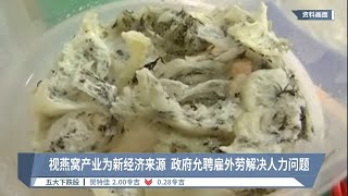 视燕窝产业为新经济来源  政府允聘雇外劳解决人力问题【2022.08.12 八度空间华语新闻】