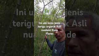 Ini ubi kayu jenis terigu organik NUABOSI Ende Flores